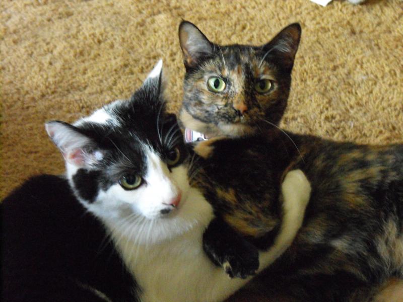 Kitty Love